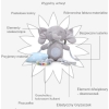 Multifunkcyjna Pluszowa zabawka sensoryczna  grzechotka lusterko piszczałka dzwoneczki Słonik